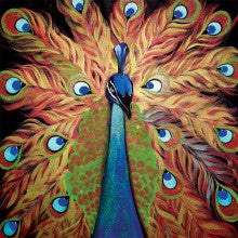 Peacock Project Packet PP-Peacock