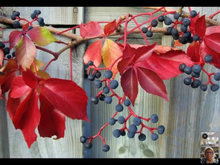 Vine With Berries Downloadable Video Lesson